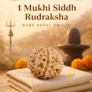 1 Mukhi Rudraksha Nepal Origin - 17mm to 22mm